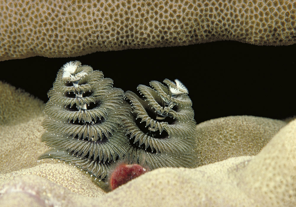 Christmas tree worm