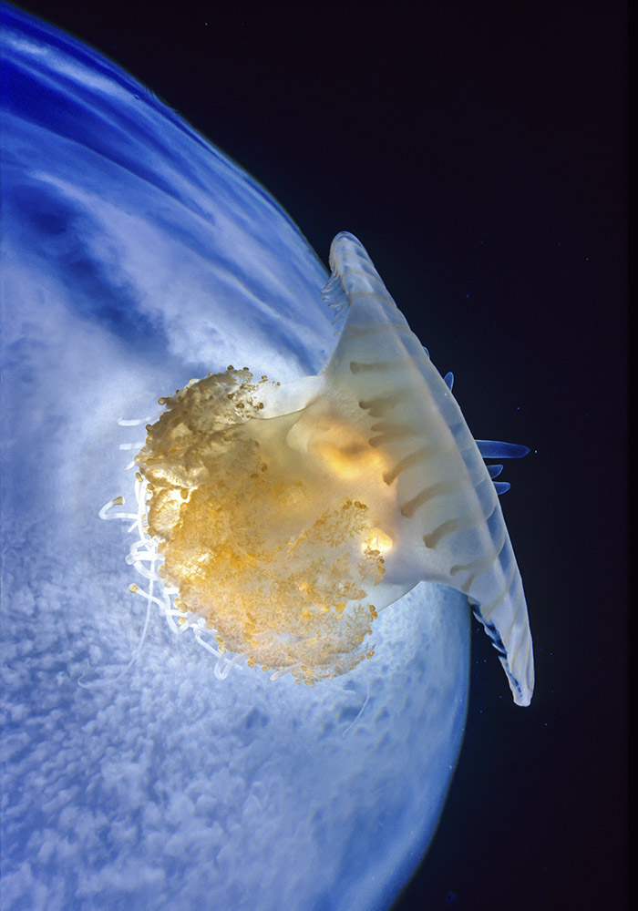Golden coloured Jellyfish in deep water with clouds in a fisheye lens