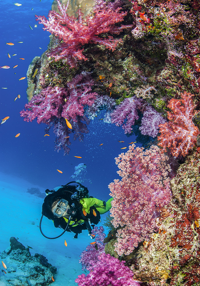 Diver looking at pink and red bright coral