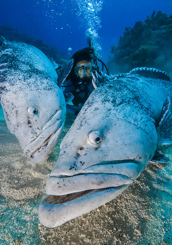 Diver in between two potato groupers