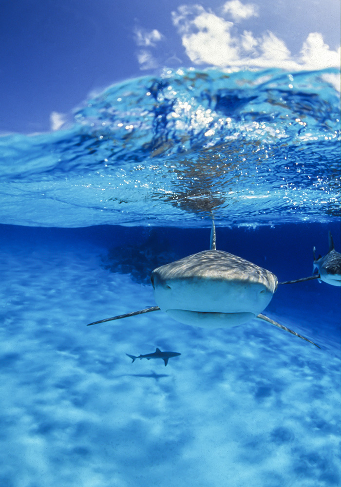 split sky and underwater of a grey reef shark facing the camera