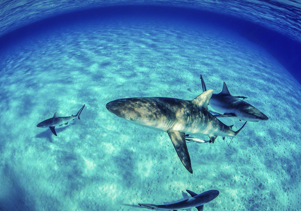 Sharks in shallow water