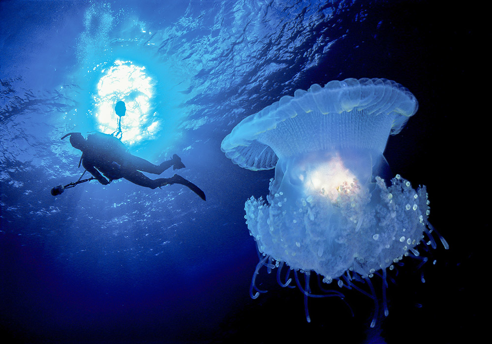 diver and crown jellyfish