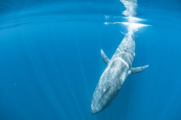 In the company of giants: diving with the blue whales of Sri Lanka ...