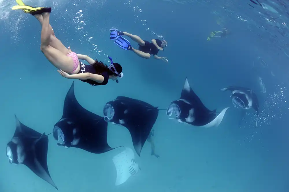 Reef Manta Ray, Manta alfredi, Hanifaru Bay, Baa Atoll, Maldives