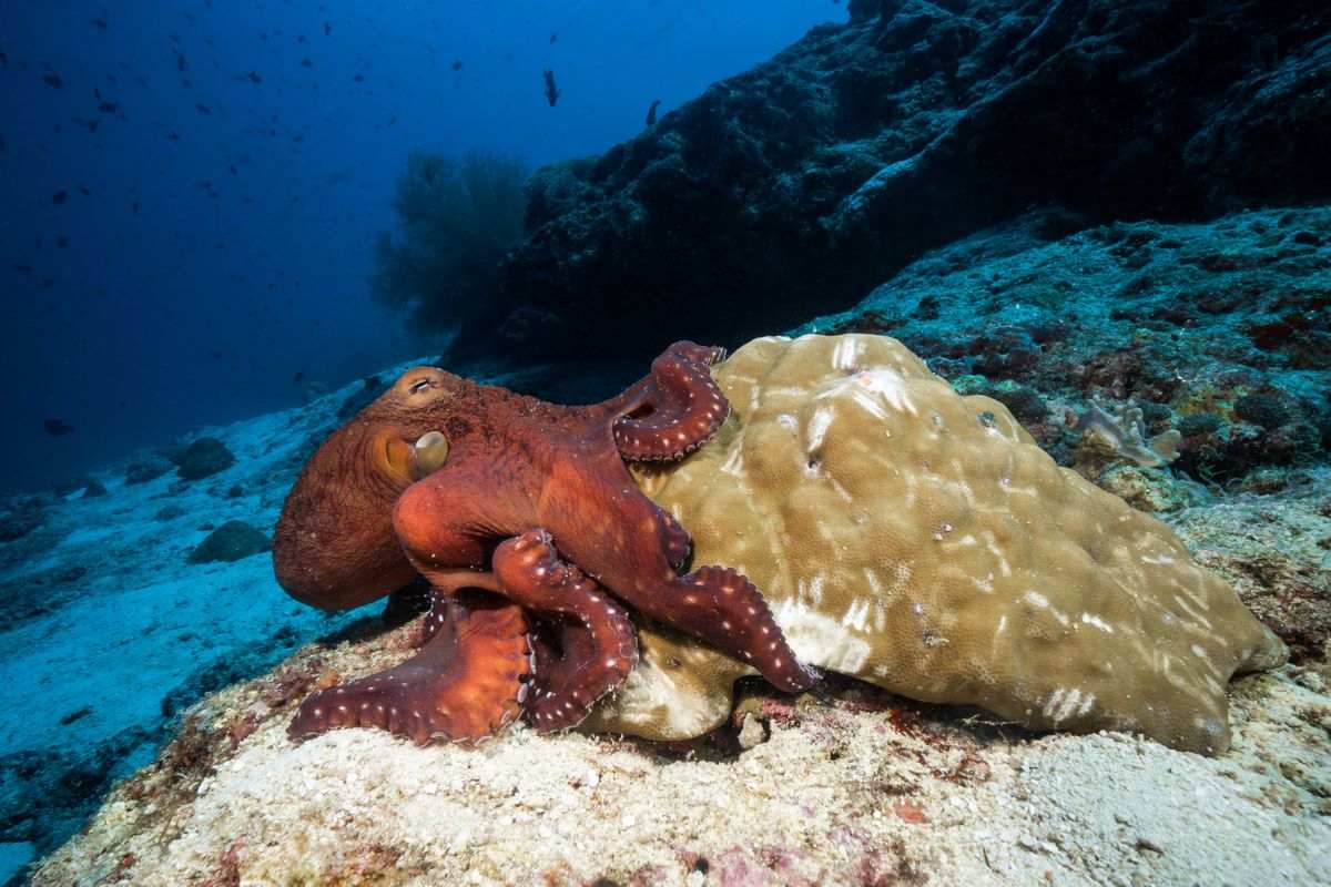 reef octopus