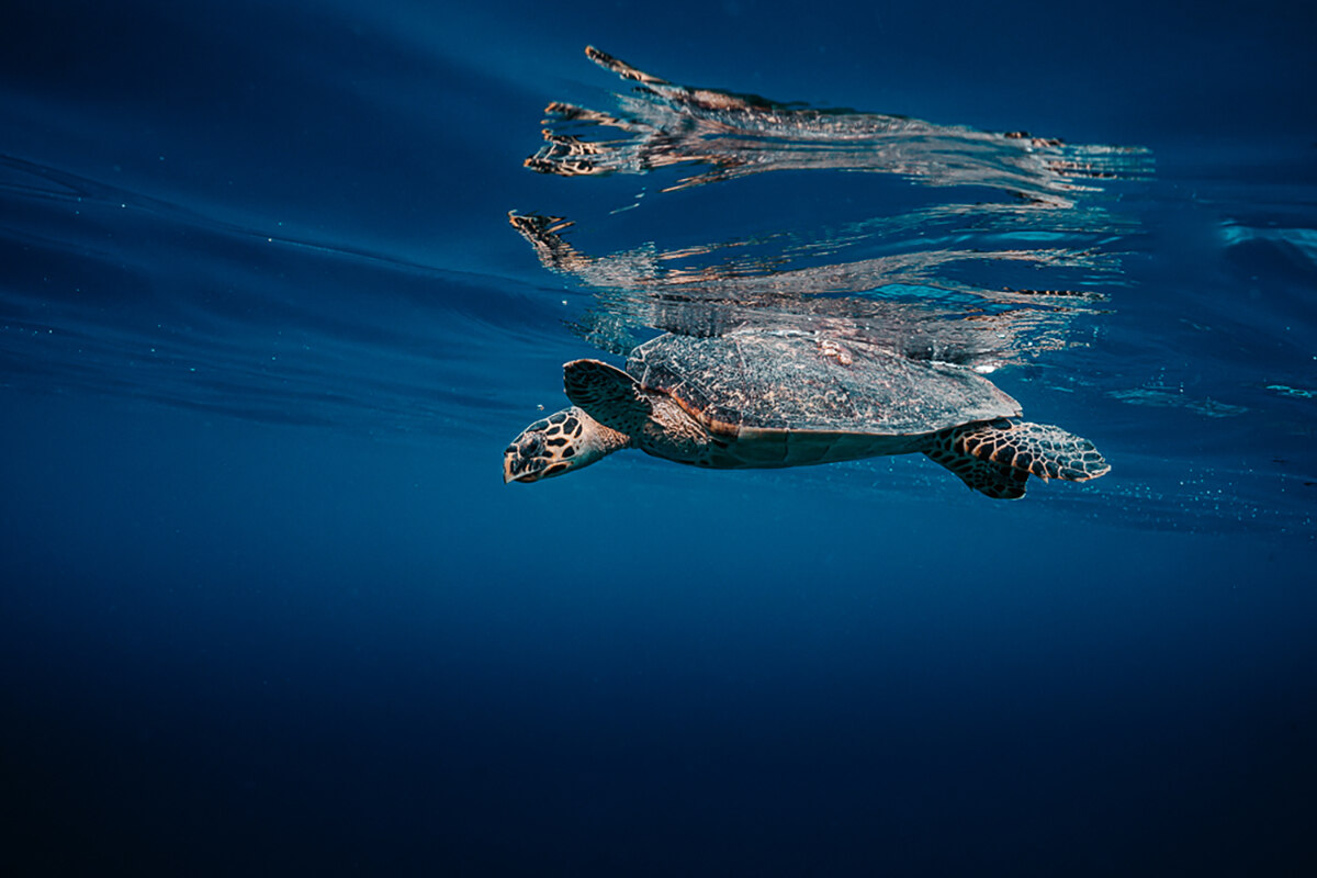 A hawksbill turtle near the oceans surface reflected in the water