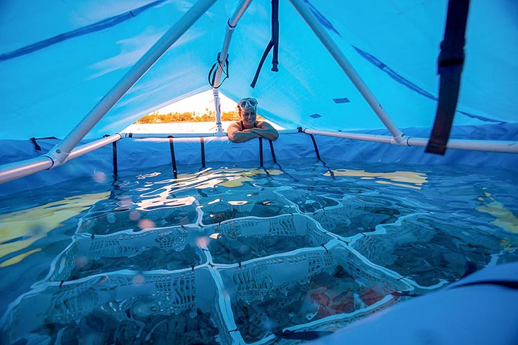 a scientist inside a floating coral spawning laboratory, called a CRIB