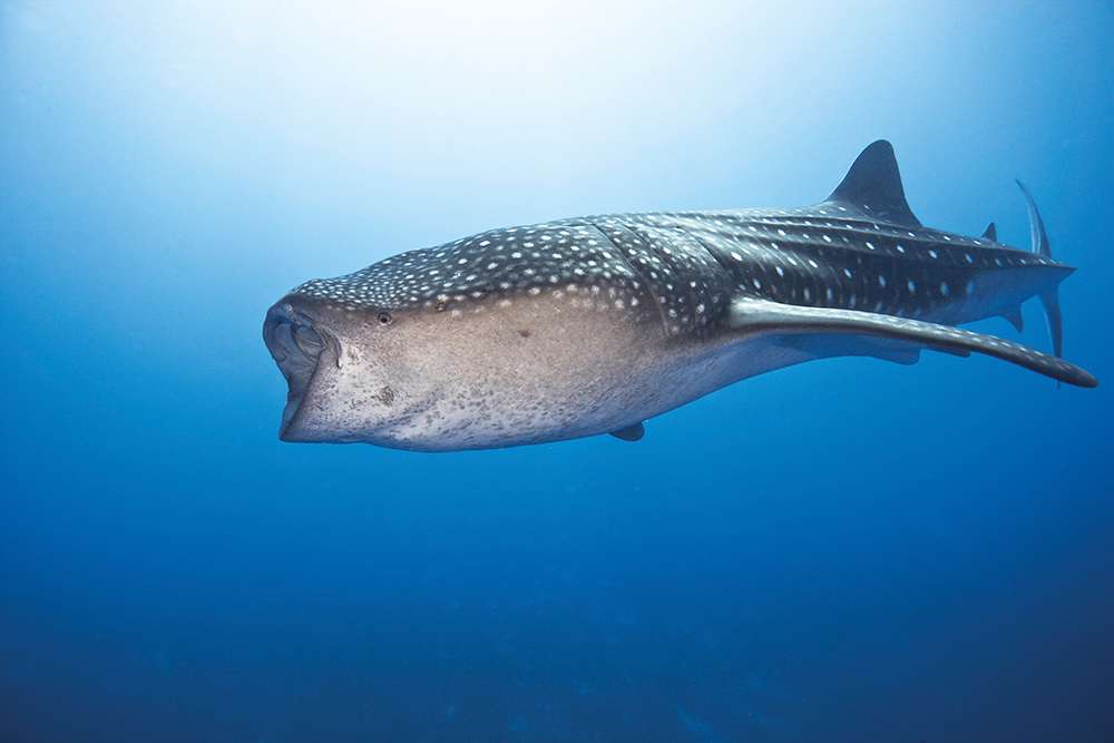 A large open-mouthed whale shark