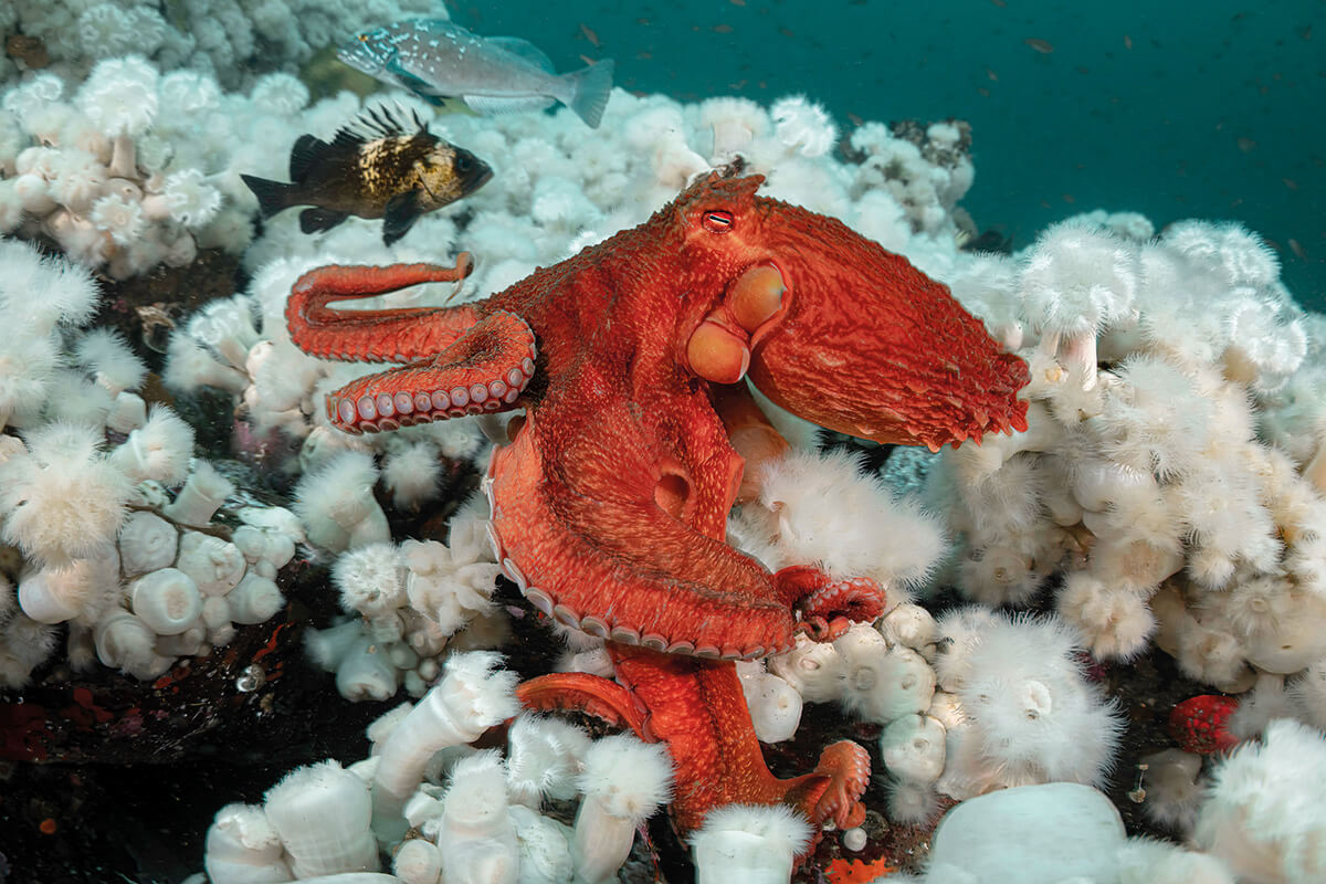 Giant octopus on a anemone covered reef