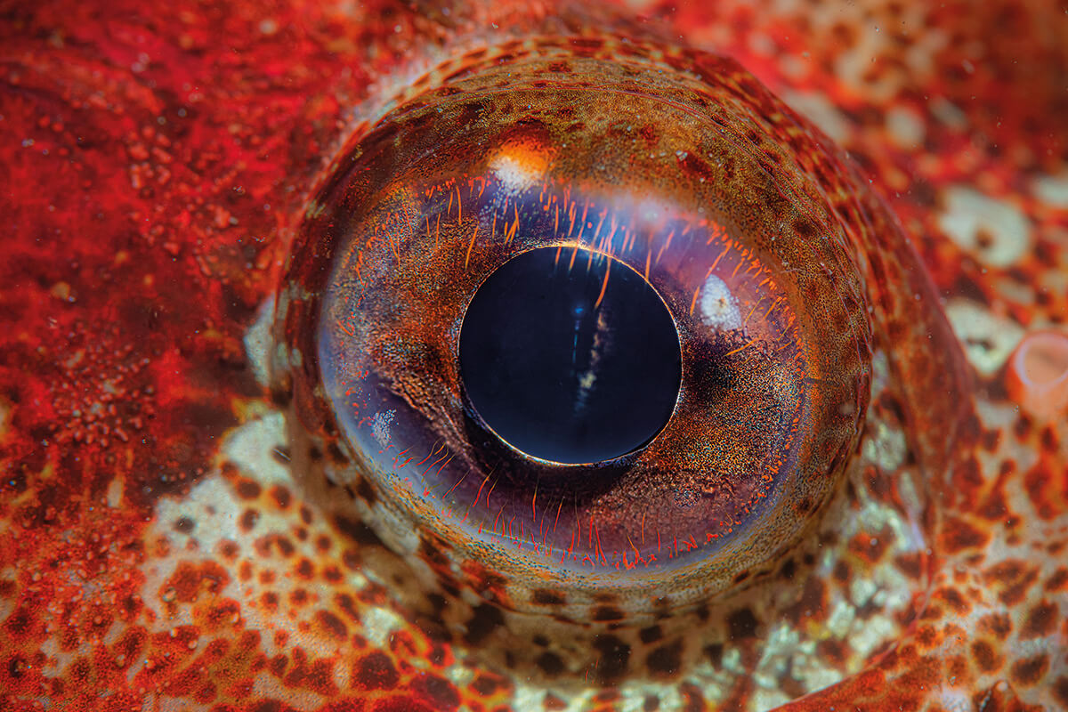 Eye ball of a Red Irish lord