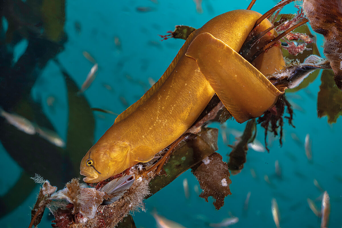 A sinuous kelp gunnel blends with the blade of a kelp for camouflage from predators