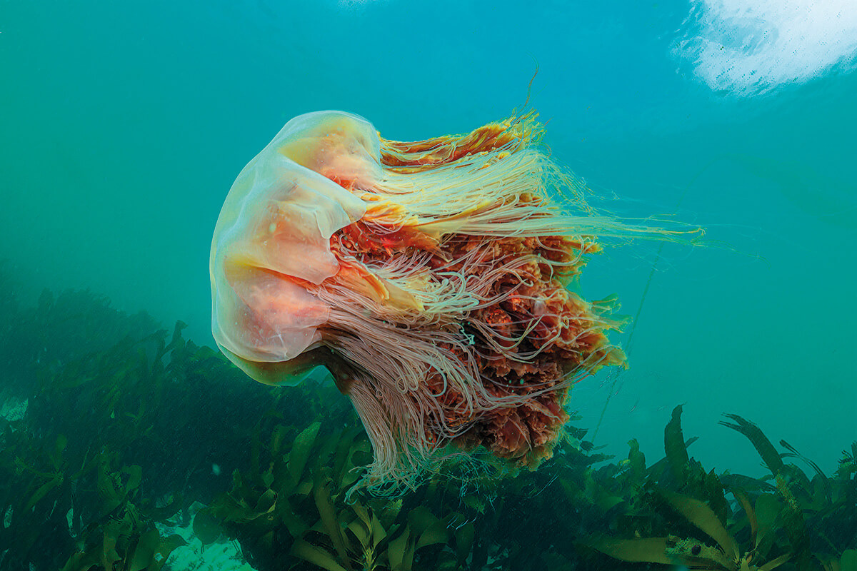 A large lion's mane jellyfish swims over a bed of kelp