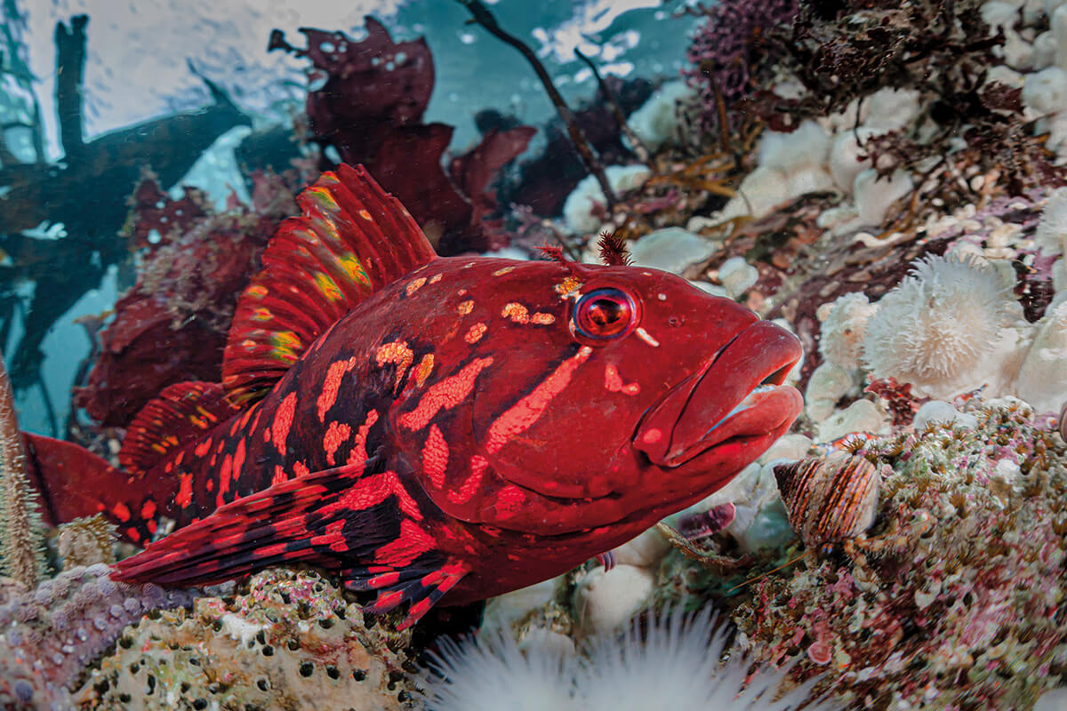a vibrant red rock greenling