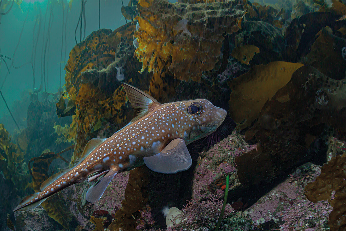 spotted ratfish swimming through kelp