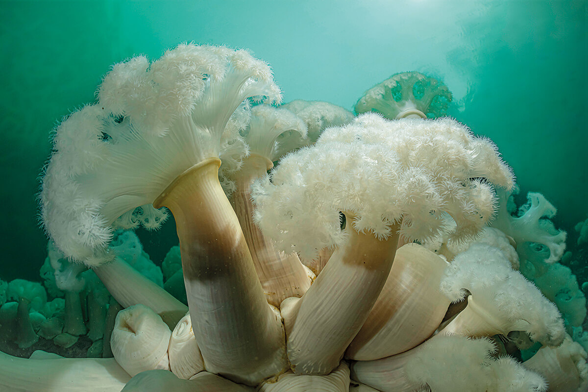 White giant plumose anemoness