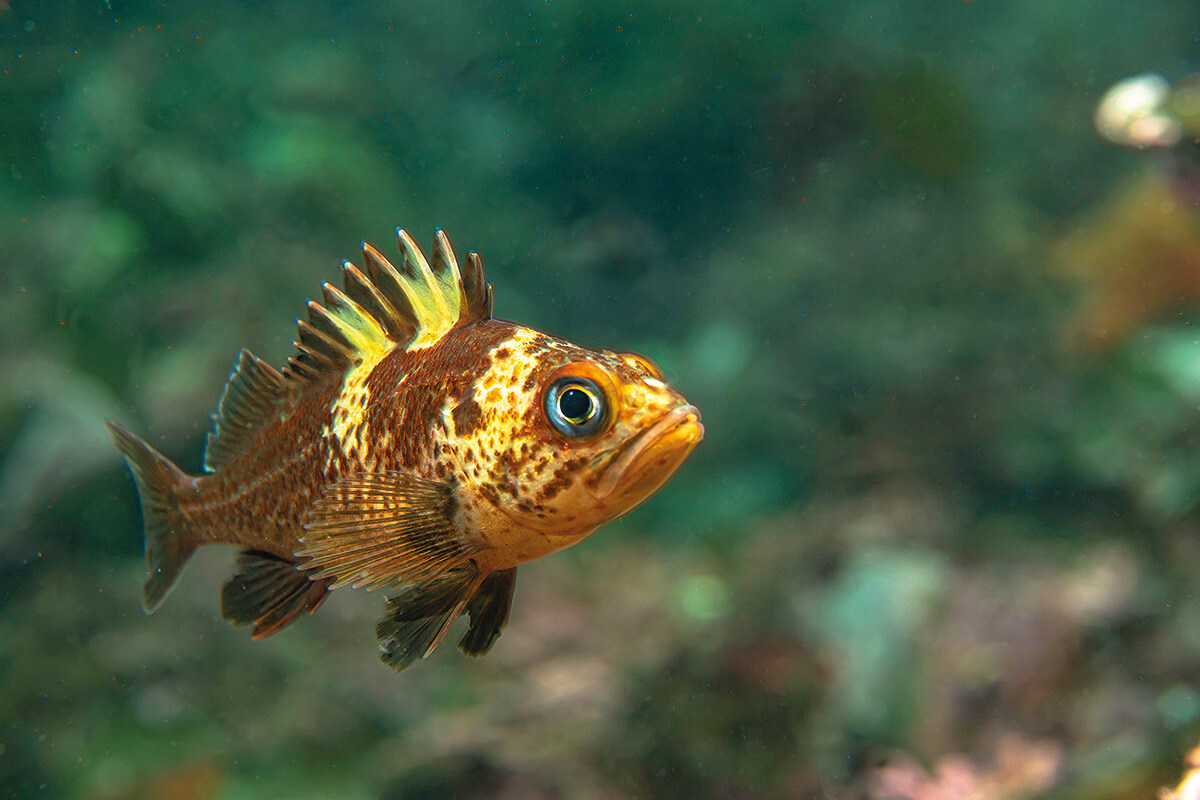 Juvenile quilback rockfish