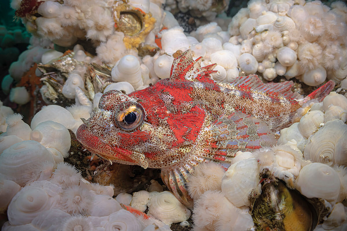 Red Irish lord