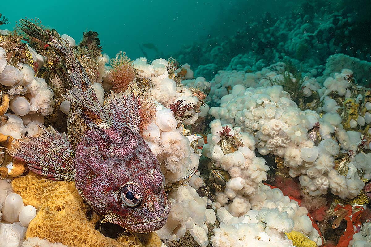 Red Irish lord on bed of white plumose anemones