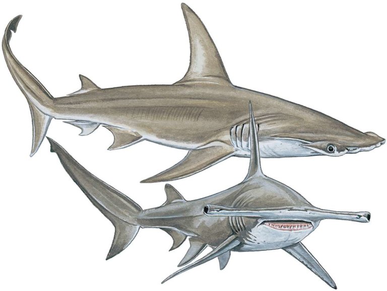 The nine species of hammerhead shark - DIVE Magazine