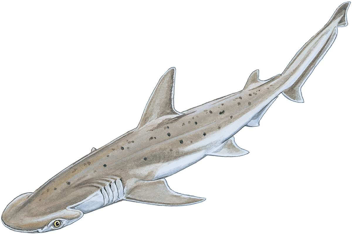 Bonnethead Shark Sphyrna tiburo