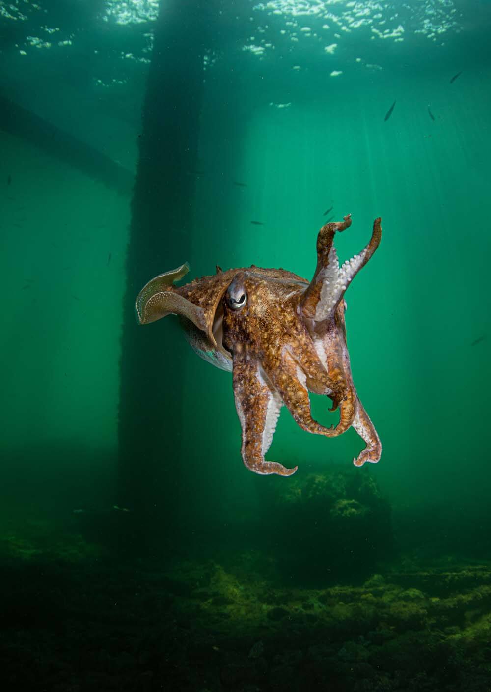 cuttlefish swanage pier