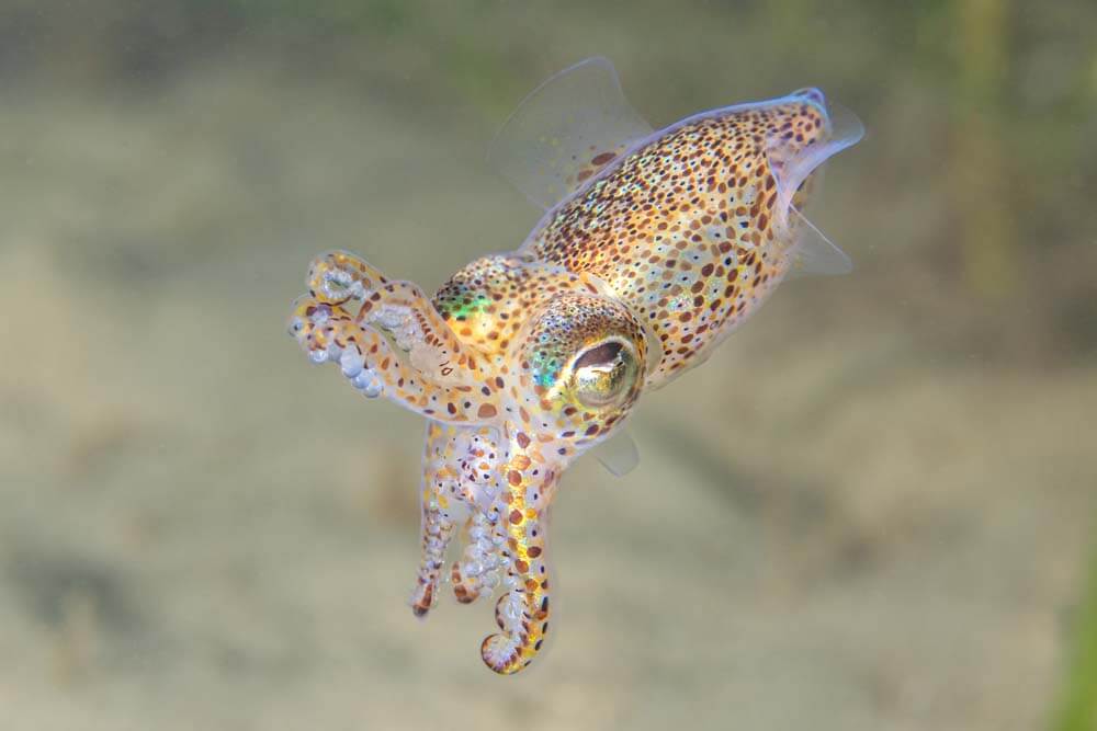 bobtail squid saeed rashid