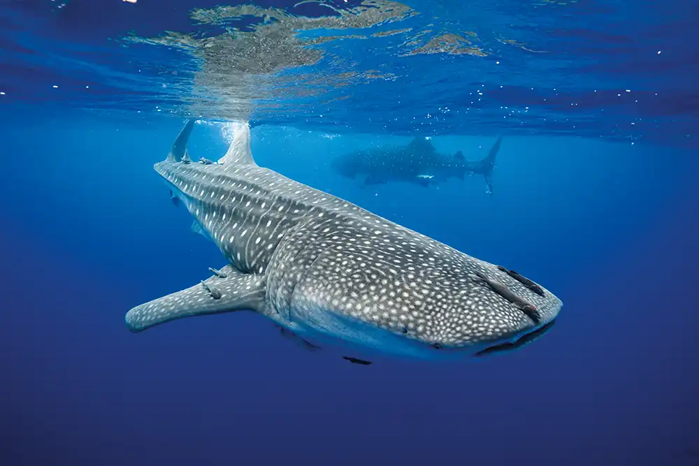 two whale sharks swimming in the waters of St Helena