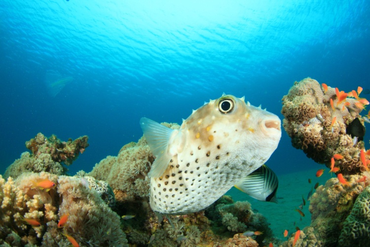 QUIZ: Pufferfish