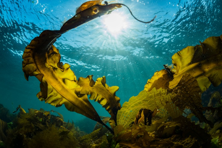 QUIZ: True or False – Sea Plants & Coral