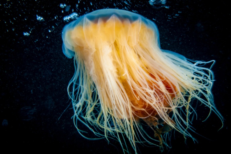 QUIZ: UK Jellyfish