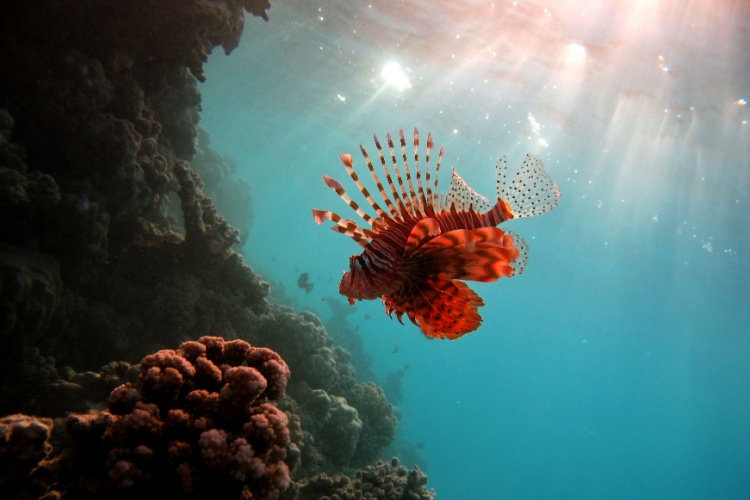 QUIZ: Scorpionfish family ID