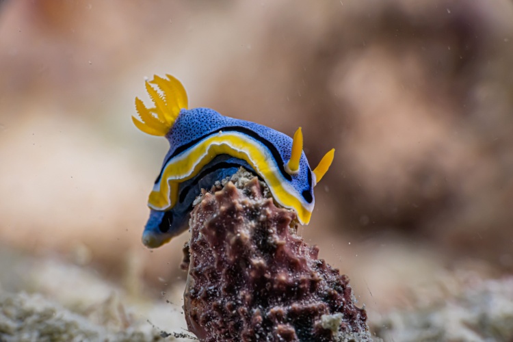 QUIZ: Nudibranchs