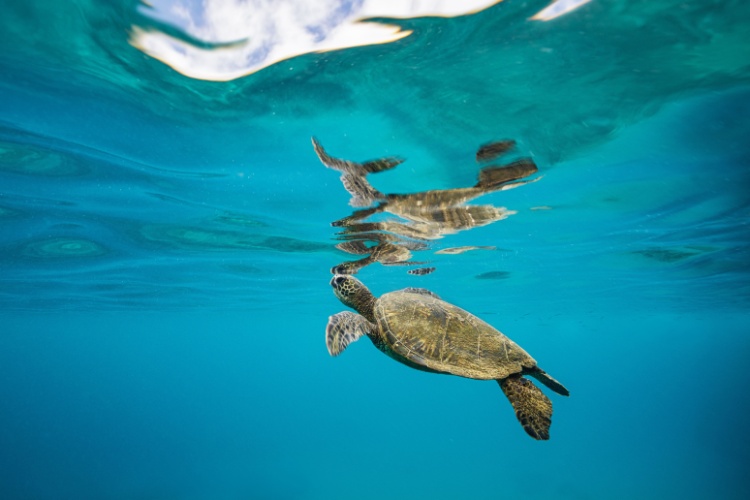 QUIZ: Wildlife Behaviour