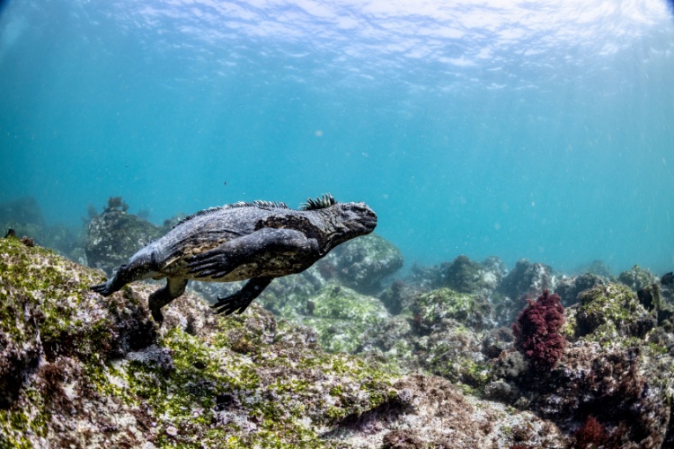 QUIZ: Marine Life Habitats