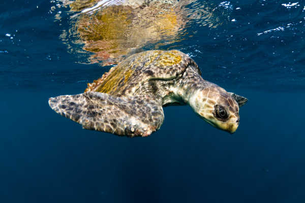 olive ridley turtles