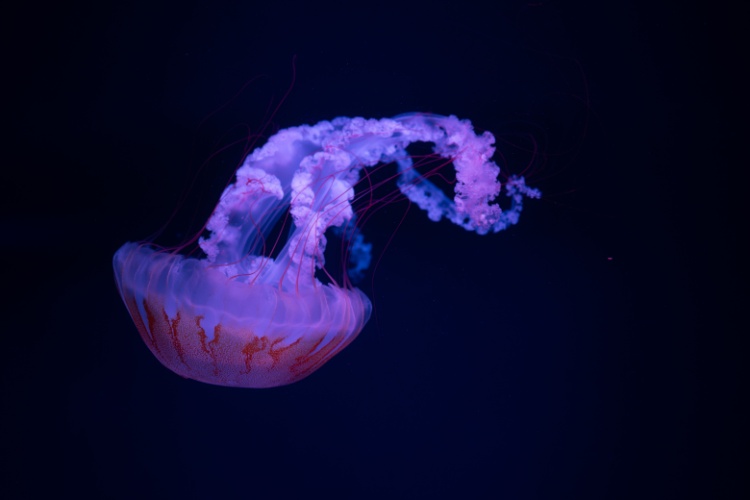QUIZ: The Ocean At Night
