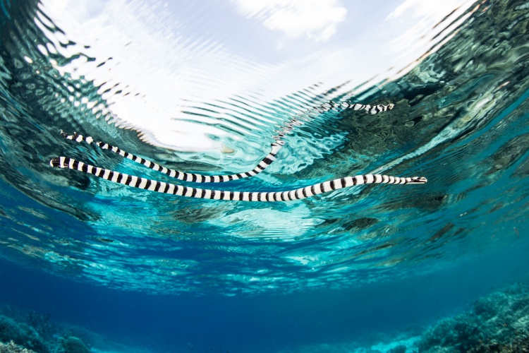 QUIZ: Sea Snakes