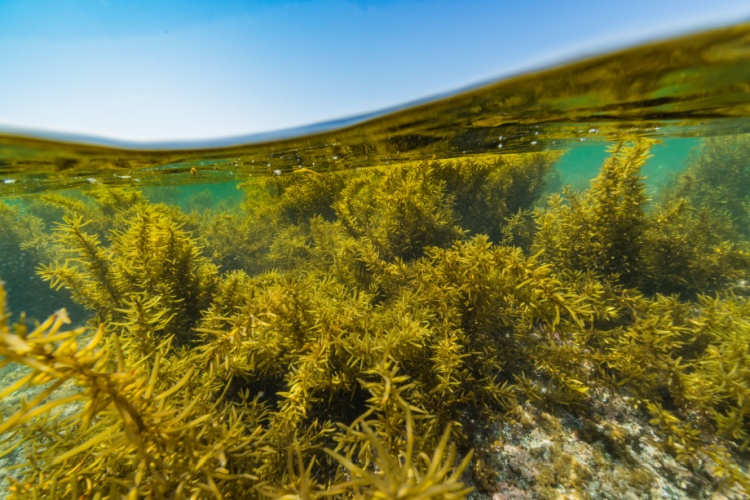 QUIZ: Marine Algae