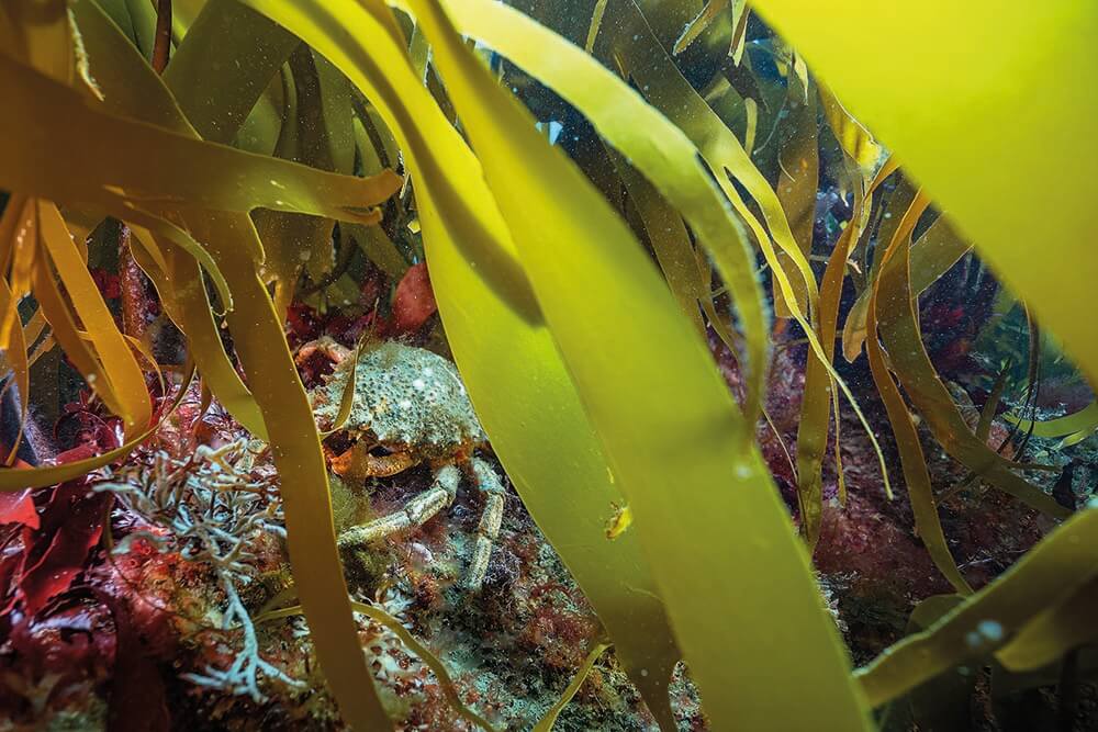 a spider crab attaching seaweed to its shell