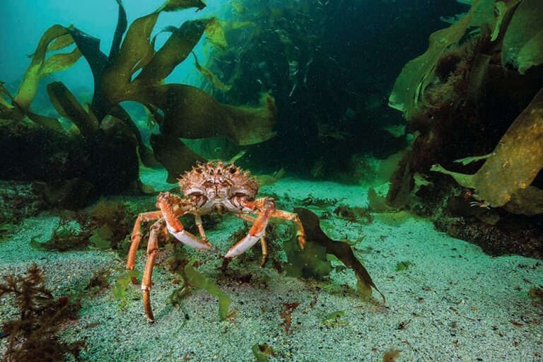 The Red Army - Cornwall's kingdom of spider crabs - DIVE Magazine