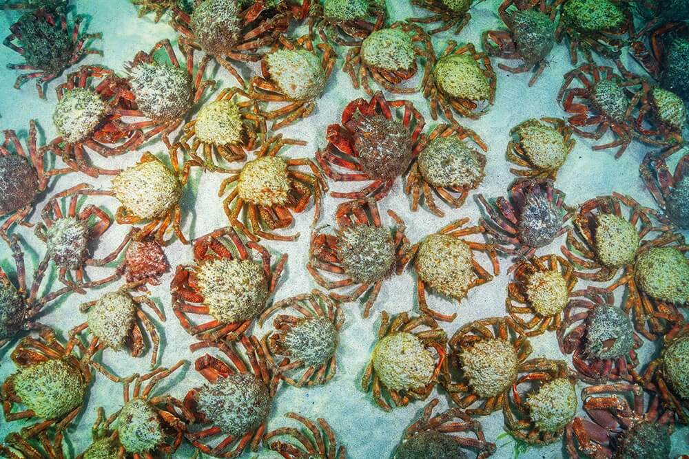 Hundreds of spider crabs carpet the sea floor just off St Ives’ main beach