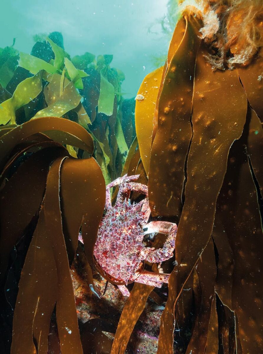 a spider crab hanging on to a large frond of seaweed
