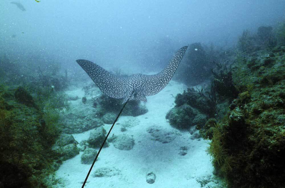 eagle ray patrolling Aquarius habitat