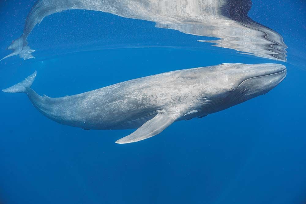 a blue whale in sri lanka