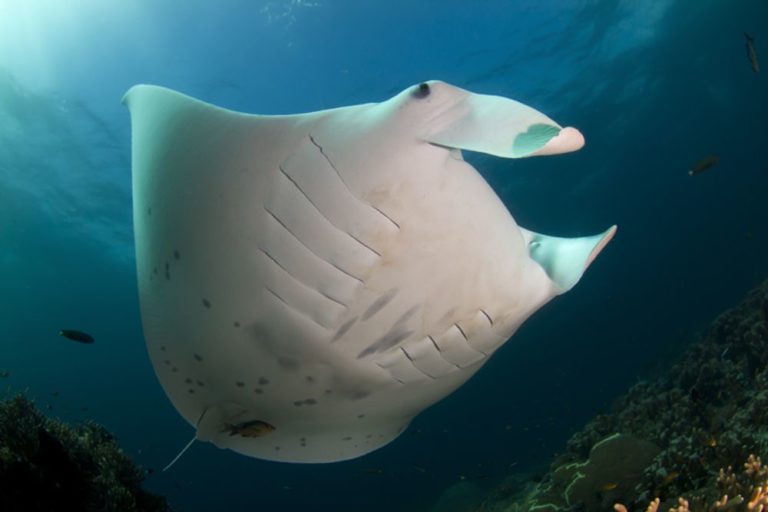 The 12 best places to dive with manta rays