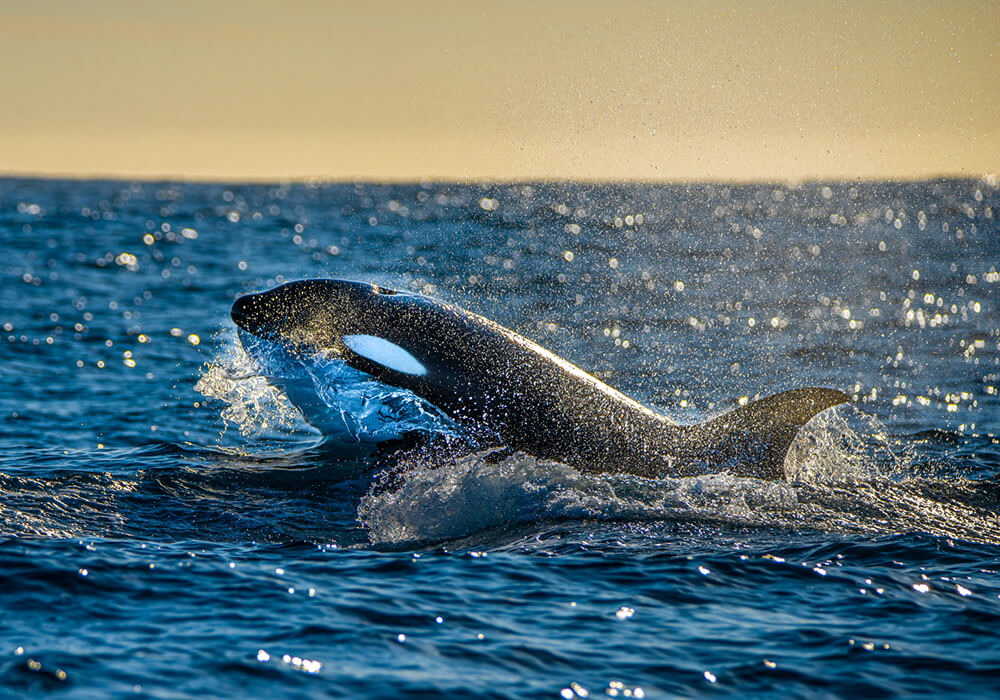 Orca whale breaching