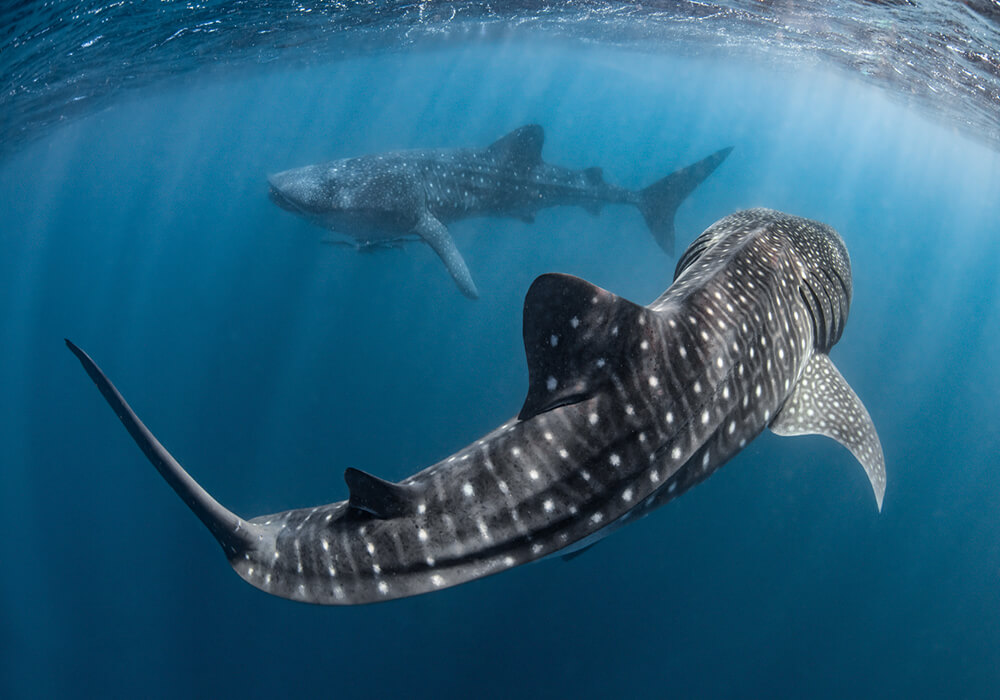 Two whale sharks circling each other