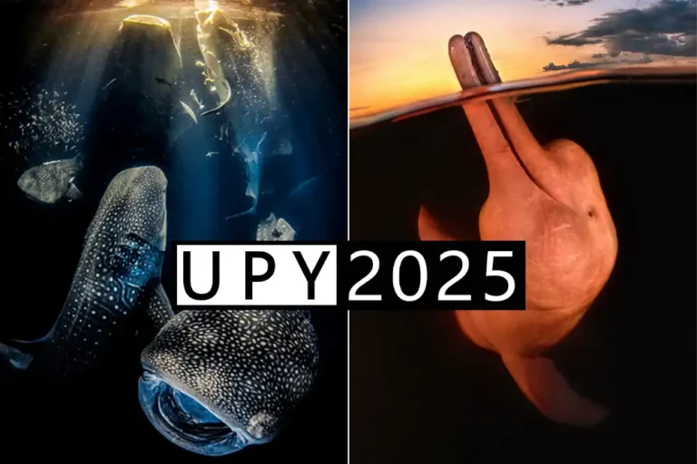 winning images from underwater photographer of the year 2022 and 2023