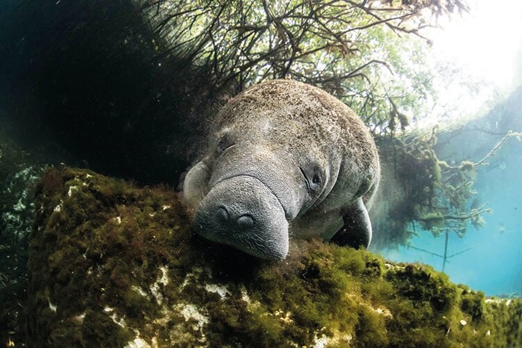 a manatee in Mexico looking at the photographer